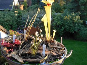 Strauchliebe Naturgärten & Gartenpflege Erlangen Höchstadt