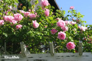 Landschaftsgärtner Arnd Käding Erlangen Höchstadt Mehrgenerationen-Garten