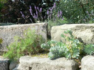 Strauchliebe Steingarten