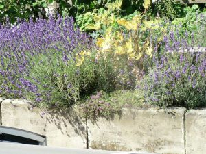 Strauchliebe Naturgärten & Gartenpflege Erlangen Höchstadt