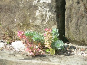 Strauchliebe Naturgärten & Gartenpflege Erlangen Höchstadt