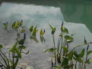 Strauchliebe Naturgärten & Gartenpflege Erlangen Höchstadt